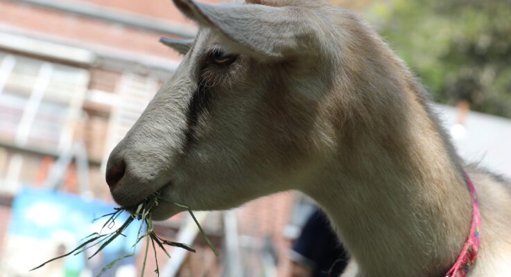 Habitat Annual Plant Sale Saturday … Along With Goats!