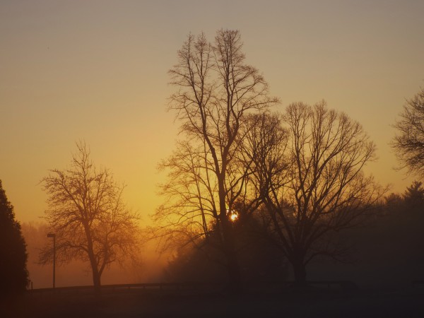 Nature In Simple Scenes The Photographs Of Will Bielitz At The Beech