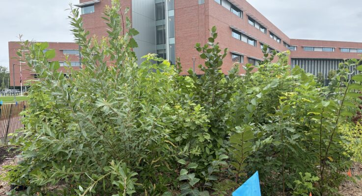 Belmont High Mini-Forest Dedication Set For Saturday, Oct. 3
